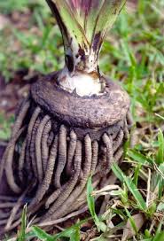 Image result for Hypoxis nyasica