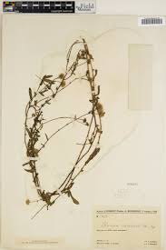 Image result for Doellia