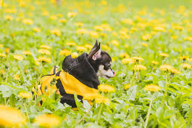 Maybe you would like to learn more about one of these? Chihuahua Dog In Dandelions Little Black Dog Yellow Flowers Dandelions Dog In Dandelions Dog In Flowers Stock Photo Picture And Royalty Free Image Image 123506096