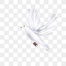 Flying White Dove Free Png Transparent Layer Material Flying Dove Pigeon Stick Figure Pictures Dove Logo Png Transparent Clipart Image And Psd File For Free White Doves Stick Figures Clipart Images