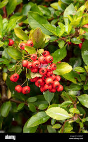 Image result for Pyracantha coccinea red column