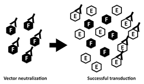 Image result for White 1998 AAV