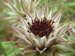 Image result for Berkheya zeyheri