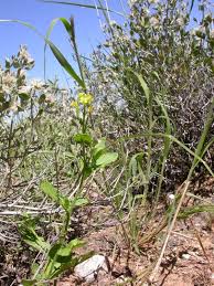 Image result for Erucastrum arabicum