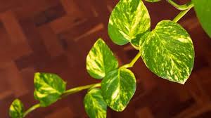 Image result for Epipremnum en casa