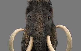 Mammoth Model I Created For A Scientific Magazine Quo Mammoth Prehistoric World Wooly Mammoth