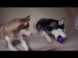 Have You Ever Had Two Dogs Fight Or Argue Over One Toy Regardless Of How Many Toys They Have To Play With They Just Fight Over One Husky Funny Dogs