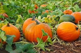 Image result for pumpkin images