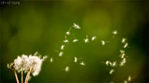 The Wind Blows Flowers Gif Nature Gif Aesthetic Gif