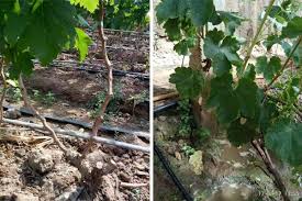 Few people want to spend hours trying to water fruit trees and plants every few days. Advantages Of Drip Irrigation System For Fruit Trees Drip Irrigation Drip Tape Irrigation