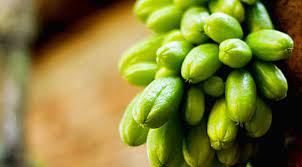 Cari seleksi terbaik dari jenis tanaman apotik hidup produsen dan murah serta kualitas tinggi jenis tanaman apotik hidup produk untuk indonesian market di alibaba.com 30 Tanaman Apotik Hidup Dan Manfaatnya Part 1 Lifestyle Fimela Com