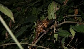 We did not find results for: Seizure Of Huge African Pangolin Scale Shipment Points To Worrying Increase In Trafficking Uicn