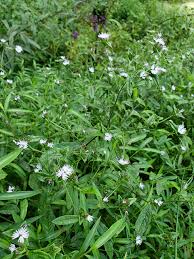 Image result for Elephantopus