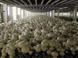 Gunakan gratis untuk komersial & pribadi. Cara Menanam Dan Budidaya Jamur Kancing Bibitbunga Com