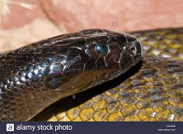 Mit dem gift eines bisses könnte sie angeblich über 200 menschen töten. Taipan Schlange Stockfotos Und Bilder Kaufen Alamy
