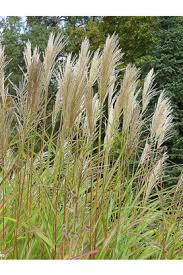 An outstanding miscanthus sinensis cultivar here on the south shore of lake superior is 'little zebra'. Page 2 Filler Greens Seeds For Floral Design Redemption Seeds Page 2