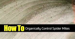 homemade spider mite spider