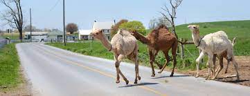 2 do you think camels look strange without humps? Upper Leacock Township Dairy Farmers Keep Herd Of Camels Sell Their Milk News Lancasteronline Com