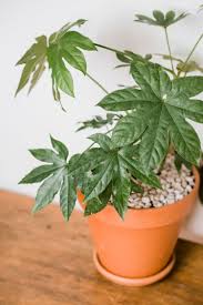 Characterized by spots on the underside of the leaves that look like small splotches of cotton or. How To Cultivate Fatsia Japonica Indoors Fatsia Japonica House Plants Indoor Plants