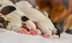 We did not find results for: Jack Russell Newborn Puppies Petsidi