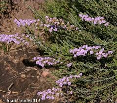 Image result for Selago cecilae