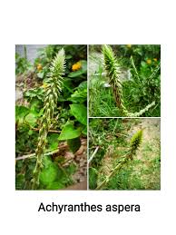 Image result for Achyranthes
