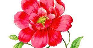 Royalty Free Digital Flower Clip Art Of A Pink Camellia Flower Perfect Botanical Artwork Illustration For Lots Of C Botanical Artwork Digital Flowers Flowers
