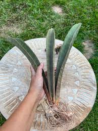 Image result for Sansevieria hallii