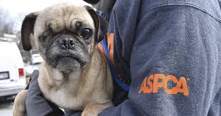 Indian land animal hospital animal hospital. More Than 60 Neglected Dogs Rescued From Property In North Carolina Aspca