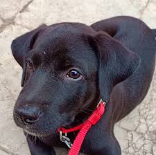 Labradane Great Dane X Labrador Retriever Mix Labrador Retriever Labrador Retriever Mix Dog Mixes