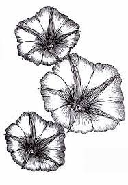 Dune Plants Beach Morning Glory Flower Drawing Morning Glory Flag Tattoo