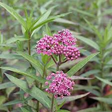 Image result for Asclepias schumanniana