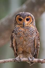 Spotted Wood Owl Owl Pet Birds Beautiful Birds