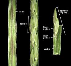 Image result for Digitaria diagonalis