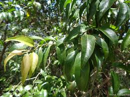 Image result for Opilia amentacea