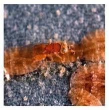 Check spelling or type a new query. Soft Scale Insect Killer Harrod Horticultural