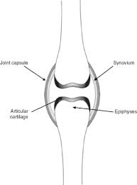 Check spelling or type a new query. The Development Of Synovial Joints Sciencedirect