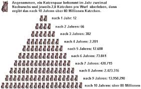Wann ist der richtige zeitpunkt zum kastrieren? Tierschutz Ohne Grenzen E V Kastration Katze