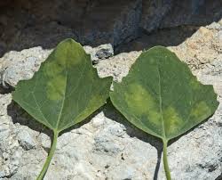 Image result for Chenopodium opulifolium