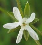 Image result for Limeum fenestratum