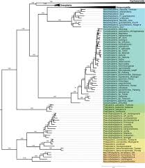 Image result for Amauropelta bergiana