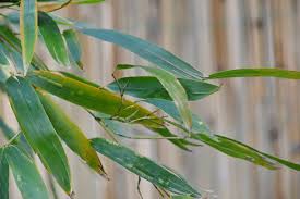 Lucky bamboo plants can develop yellow leaves or yellow stalks for a number of reasons. Why Is My Bamboo Plant Turning Yellow Bamboo Plants Hq
