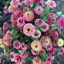 The distinctive blooms of zinnia elegans 'queeny lime red' are particularly attractive to bees and butterflies, and make a lovely cut flower too. Zinnia Queen Red Lime Seeds Nourish Gardens