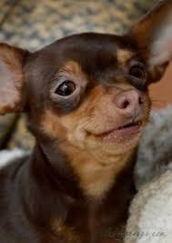 Image Result For Chin Pin Cute Animals Cute Dogs Chihuahua Love