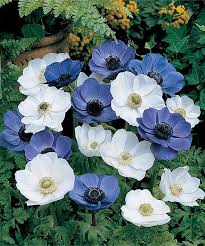 We did not find results for: 52 Anemones Ideas Anemone Plants Flowers