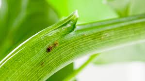 Image result for puklice na orchideích obrázek