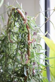 Image result for Ceropegia multiflora