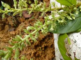 Image result for Bertiera angusiana