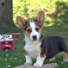 #363872 free corgi puppies to a good home.kellyken2009 (at. Fabio Pembroke Welsh Corgi Puppy For Sale In Pennsylvania