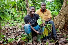 Roll Out The Nestle Cocoa Plan With Cocoa Farmers Nestle